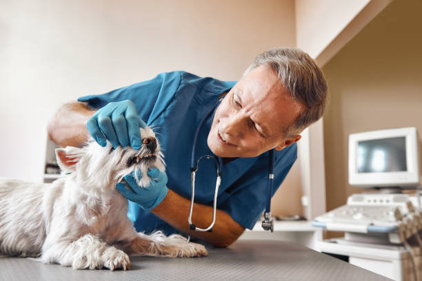 Best Emergency Root Canal Treatment in Coralville, IA